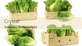  Presentation with lettuce - Colorful slide set enhanced with fresh-little-gem-lettuce backdrop and a blonde colored foreground