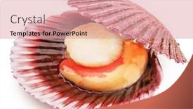 Presentation with live - Slide set consisting of fresh-live-opened-scallop background and a  colored foreground