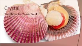  Presentation with live - Presentation design having fresh-live-opened-scallop background and a lemonade colored foreground
