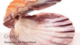  Presentation with live - PPT layouts having fresh-live-opened-scallop background and a  colored foreground