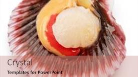  Presentation with live - Theme featuring fresh-live-opened-scallop background and a  colored foreground