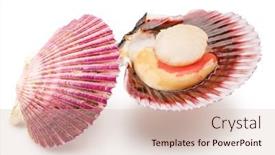  Presentation with live - Slide deck having fresh-live-opened-scallop background and a  colored foreground