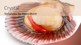  Presentation with coral - Slide set featuring fresh-live-opened-scallop background and a coral colored foreground