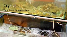  Presentation with live - Colorful slide deck enhanced with fresh live shrimps backdrop and a  colored foreground