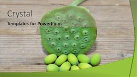  Presentation with plantation - Colorful PPT layouts enhanced with fresh lotus seeds from lotus plantation backdrop and a light gray colored foreground
