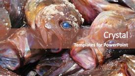  Presentation with marine pollution - Amazing slides having fresh marine rockfishes backdrop and a coral colored foreground