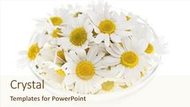 Presentation with white flowers - Beautiful PPT theme featuring fresh medicinal roman chamomile flowers backdrop and a lemonade colored foreground