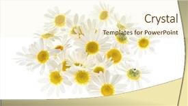  Presentation with white flowers - Audience pleasing PPT theme consisting of fresh medicinal roman chamomile backdrop and a cream colored foreground