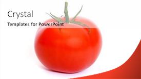  Presentation with tomato - Cool new slides with fresh-mellow-tomato-isolated backdrop and a  colored foreground
