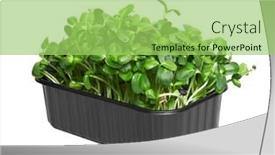  Presentation with plastic - Theme enhanced with fresh-micro-greens background and a yellow colored foreground