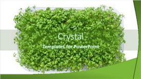  Presentation with plastic - Slides with fresh-micro-greens background and a tawny brown colored foreground