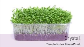  Presentation with plastic - Presentation theme enhanced with fresh-micro-greens background and a coral colored foreground