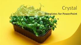  Presentation with plastic - Slides featuring fresh-micro-greens background and a yellow colored foreground
