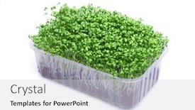  Presentation with plastic - Presentation consisting of fresh-micro-greens background and a light gray colored foreground