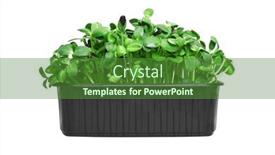  Presentation with plastic - Slide deck enhanced with fresh-micro-greens background and a tawny brown colored foreground