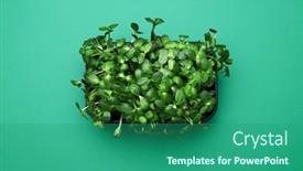  Presentation with plastic - Theme consisting of fresh-micro-greens background and a ocean colored foreground