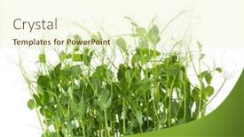  Presentation with peas - Colorful presentation design enhanced with fresh-microgreens-of-peas-isolated backdrop and a cream colored foreground