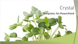  Presentation with sunflowers - Presentation design enhanced with fresh-microgreens-of-sunflowers-isolated background and a white colored foreground