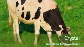  Presentation with endanged animals - Amazing PPT layouts having fresh milk cow blue color - animals grazing view backdrop and a tawny brown colored foreground