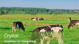  Presentation with view of village in cordillera - Beautiful PPT layouts featuring fresh milk cow blue color - village view animals backdrop and a tawny brown colored foreground