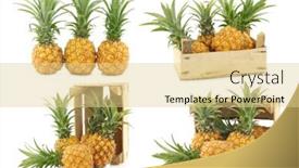  Presentation with pineapple - Colorful presentation design enhanced with fresh-mini-pineapple-fruit backdrop and a blonde colored foreground
