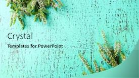  Presentation with blue mint - PPT layouts with kangaroo albino and gray on green grass in the park background and a tawny brown colored foreground