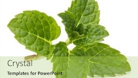  Presentation with mint - Amazing theme having fresh-mint-herb-leaves-isolated backdrop and a yellow colored foreground