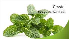  Presentation with herb - Colorful PPT layouts enhanced with bergamot - fresh mint herb leaves isolated backdrop and a white colored foreground