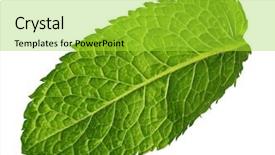  Presentation with leaf water drops fresh - Audience pleasing PPT theme consisting of fresh mint leaf on white backdrop and a yellow colored foreground