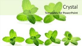  Presentation with mint - Presentation enhanced with fresh mint leaves isolated background and a soft green colored foreground