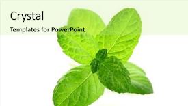  Presentation with mint - Presentation theme enhanced with fresh mint leaves isolated background and a yellow colored foreground