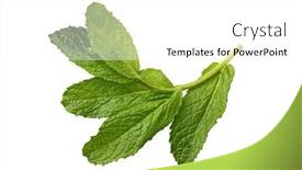  Presentation with mint - 