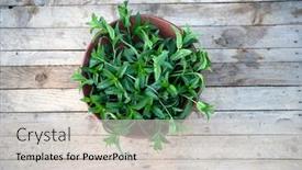  Presentation with herbal medicine - Colorful PPT layouts enhanced with fresh-mint-leaves-used backdrop and a lemonade colored foreground