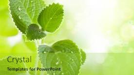  Presentation with water plant - Slide deck featuring fresh-mint-leaves background and a yellow colored foreground