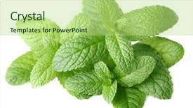  Presentation with fresh ginger root on white - Theme consisting of fresh mint on a white background and a mint green colored foreground