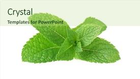  Presentation with mint - Presentation design consisting of fresh mint on white background background and a  colored foreground