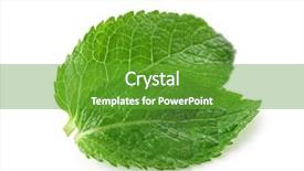  Presentation with fresh ginger root on white - PPT theme with fresh mint on white background background and a tawny brown colored foreground