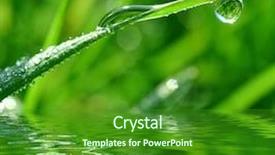  Presentation with butterfly colombia - Slide deck having fresh morning dew and butterfly background and a forest green colored foreground