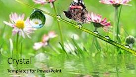  Presentation with dew - Amazing presentation theme having fresh morning dew and butterfly backdrop and a yellow colored foreground