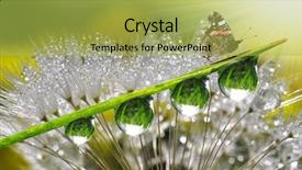  Presentation with dew - Colorful theme enhanced with fresh morning dew and butterfly backdrop and a yellow colored foreground
