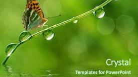  Presentation with butterfly colombia - Audience pleasing PPT theme consisting of fresh morning dew and butterfly backdrop and a tawny brown colored foreground
