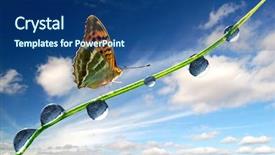  Presentation with dew - Beautiful theme featuring fresh morning dew and butterfly backdrop and a ocean colored foreground