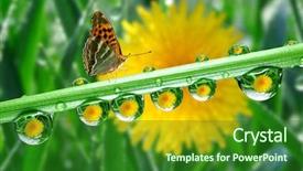  Presentation with dew - PPT layouts having fresh morning dew and butterfly background and a forest green colored foreground