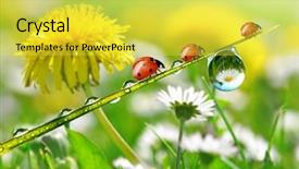  Presentation with dew - PPT layouts having the used cartridge case background and a white colored foreground.