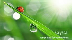  Presentation with dew - Colorful slide set enhanced with fresh morning dew and ladybird backdrop and a forest green colored foreground