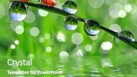  Presentation with fresh start for children - Beautiful presentation theme featuring fresh morning dew and ladybird backdrop and a seafoam green colored foreground