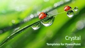  Presentation with dew - Audience pleasing slide set consisting of fresh morning dew and ladybird backdrop and a forest green colored foreground