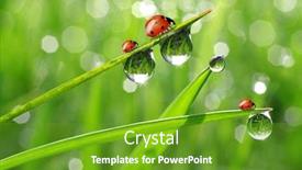  Presentation with dew - Amazing slides having fresh-morning-dew-and-ladybird and a  colored foreground