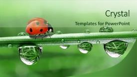  Presentation with fresh fruits and leafty greens - Beautiful slide set featuring fresh morning dew and ladybird backdrop and a mint green colored foreground