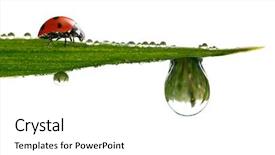  Presentation with food waste fresh in garbage - Presentation featuring fresh morning dew and ladybird background and a white colored foreground